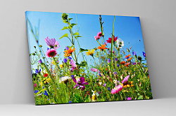 Obraz Na rozkvitnutej lúke 1460